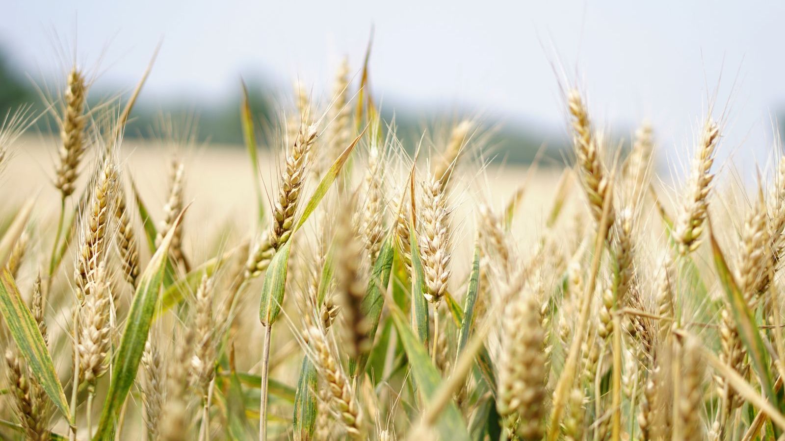 African agricultural fields at origin